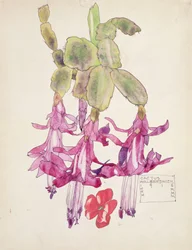 Kaktus blomst